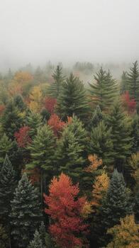 A forest of trees with fall colors in the fog photo
