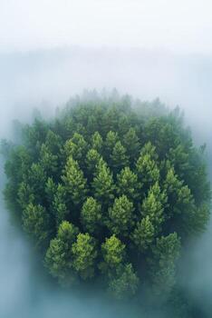 Lush green pine forest emerging from fog at dawn photo