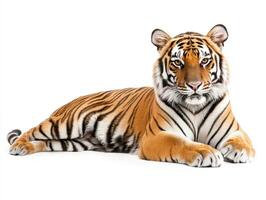 Majestic tiger resting peacefully against a white background photo