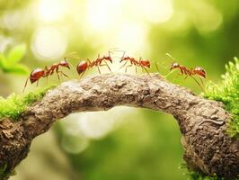Ants crossing a small bridge in a lush green forest during daytime photo