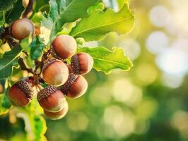 Acorns hanging from an oak tree branch in soft sunlight photo