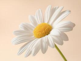 White daisy close-up showcasing delicate petals and bright center photo