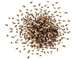 Swarm of bees buzzing together in a natural display photo