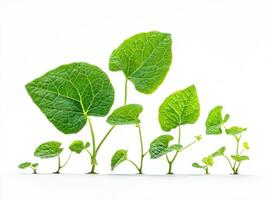 Growing green leaves capturing the essence of nature's progression photo