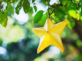 Bright yellow star fruit hanging on a tree branch in a lush garden photo