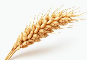 Golden wheat spike ready for harvest in a serene setting photo