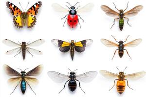Colorful array of insects displayed on a white background photo