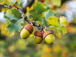 Oak tree acorns hanging on a branch during autumn sunlight photo