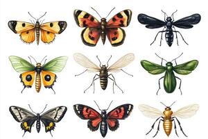 Colorful insects displayed in a detailed illustration photo