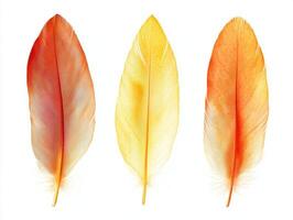Brightly colored feathers arranged in a visually striking manner photo