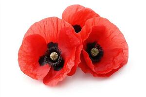Bright red poppy flowers displayed on a white background photo