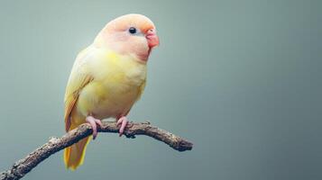 A yellow and white bird is sitting on a branch photo