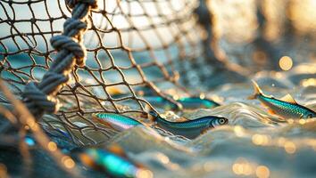 Fish swimming near a net in a shimmering ocean during golden hour photo