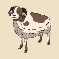 Arrowroot sheep, Garut sheep local sheep breed from Indonesia vector