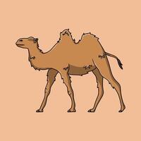 Camel with two humps vector