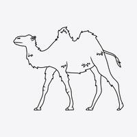 Adorable camel with two humps. Thin line illustration. vector