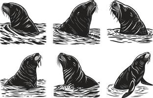 Sea Lion and Walrus Vintage Graphic Set vector