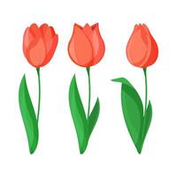Set of three red tulips isolated on white background in cartoon style. vector
