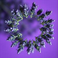 A visually striking arrangement of lavender leaves in a circular formation, highlighted by a deep purple background, ideal for artistic and creative applications. photo