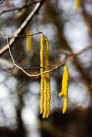 Bright yellow catkins common hazel hanging from tree branches close up photo