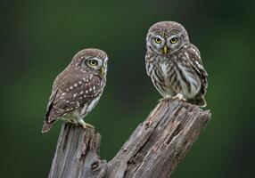 Two Little Owl Perched on Branch Wildlife Photography photo