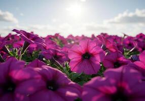 Vibrant Purple Petunia Field in Sunny Sunlight photo