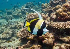 Striped Moorish Idol Fish in Vibrant Coral Reef photo