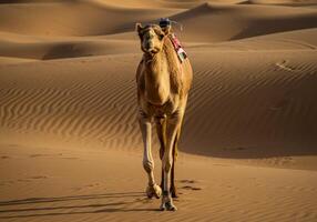 camel walking in the desert areas in Saudi Arabia photo
