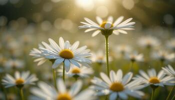 A serene field of white daisies basks in the warm glow of the setting sun photo