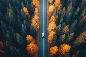 Aerial view of a car driving on a road through an autumn forest. photo
