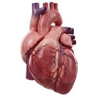 features a realistic 3D rendering of a human heart on a transparent background png