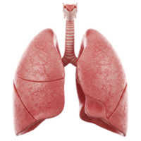 presents a detailed, 3D rendering of human lungs on a transparent background png