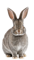 A gray rabbit sitting facing forward on a transparent background with its fur and long ears clearly visible. Perfect for Easter, pet, or animal themes. png
