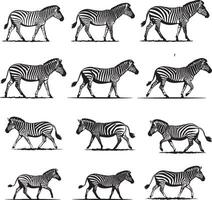 Elegant Zebra Line Art Drawings vector