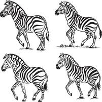 Realistic Zebra Line Art Illustrations vector