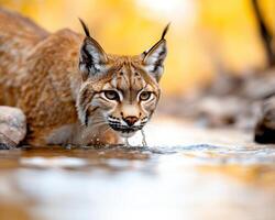 Lynx cooling off in forest stream, showcasing its striking features and natural habitat. serene environment highlights beauty of wildlife in tranquil setting photo