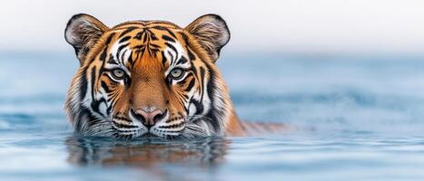 Bengal tiger emerges from water, showcasing its striking orange and black stripes. serene expression and piercing eyes reflect its majestic presence in tranquil environment photo