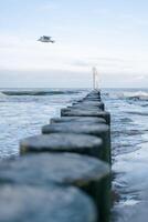 Logs stretching into the horizon into the sea and a seagull photo