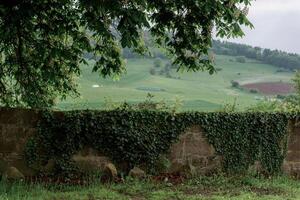 view of fields through a frame of tree crown photo