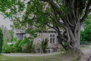 A tree with a thick trunk and the castle behind it photo