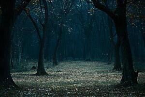 Dark, mysterious forest path with leaf-covered ground and tall trees. photo