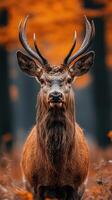 Majestic deer in autumn forest, vibrant foliage backdrop photo
