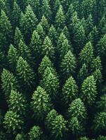 Aerial view of dense evergreen forest canopy photo