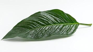 Green leaf on white background for botanical or nature use photo