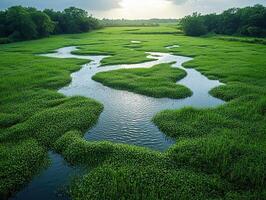 Aerial view of meandering creek through lush green marsh at sunset photo