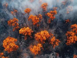 Aerial view of wildfire burning trees in smoky forest photo