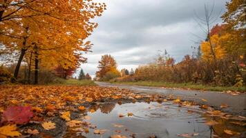 Autumn leaves on the ground and a puddle in the middle photo