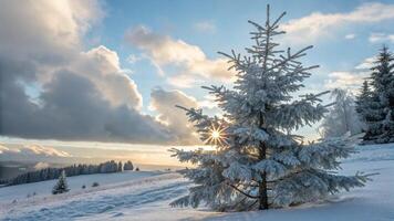 A single tree in the snow with the sun shining photo