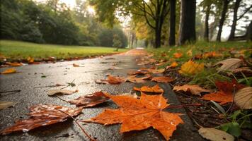 Autumn leaves on the ground in a park photo