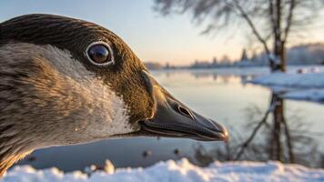 A close up of a goose looking at the camera photo